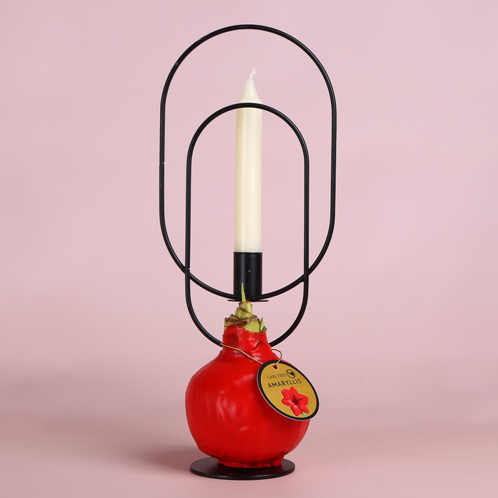 Амариллис новогодний