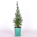 Ялинка в горщику