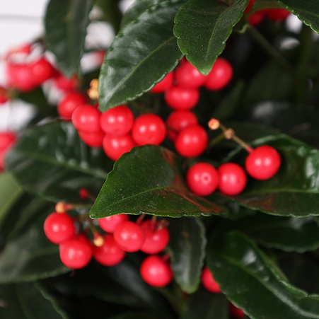 Ардізія Крената в горщику