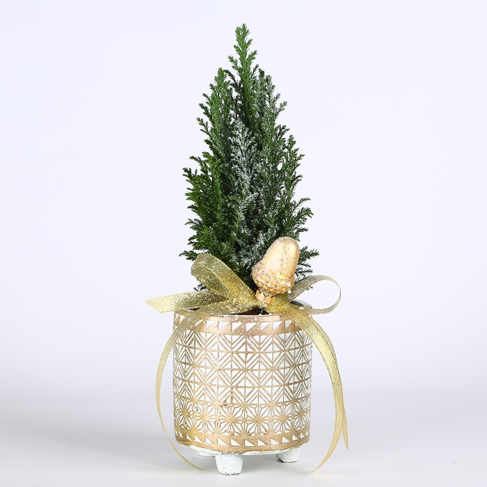 Композиция в кашпо "Изумрудный шарм"