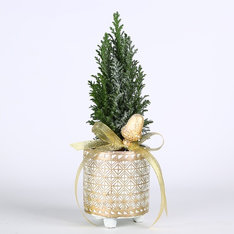 Композиція в кашпо "Смарагдовий шарм"