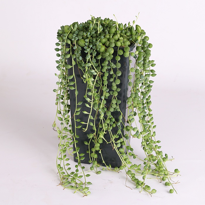 Сенеціо "Геррейна" у горщику