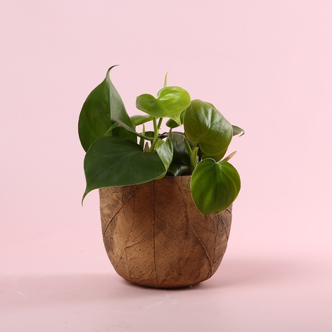 Филодендрон (Philodendron Scandens) в горшке