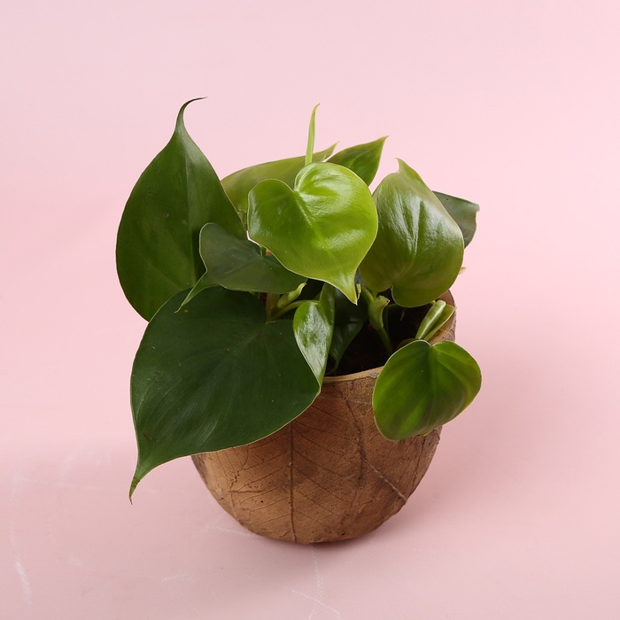 Филодендрон (Philodendron Scandens) в горшке