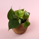 Филодендрон (Philodendron Scandens) в горшке