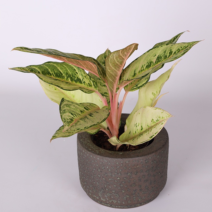 Аглонема Chartreuse Pretty в горшке