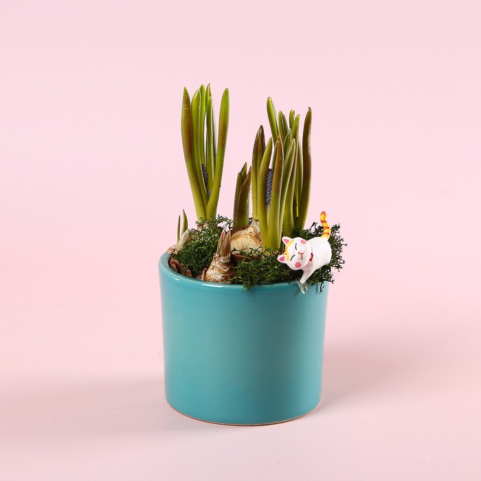 Мускари в керамическом кашпо