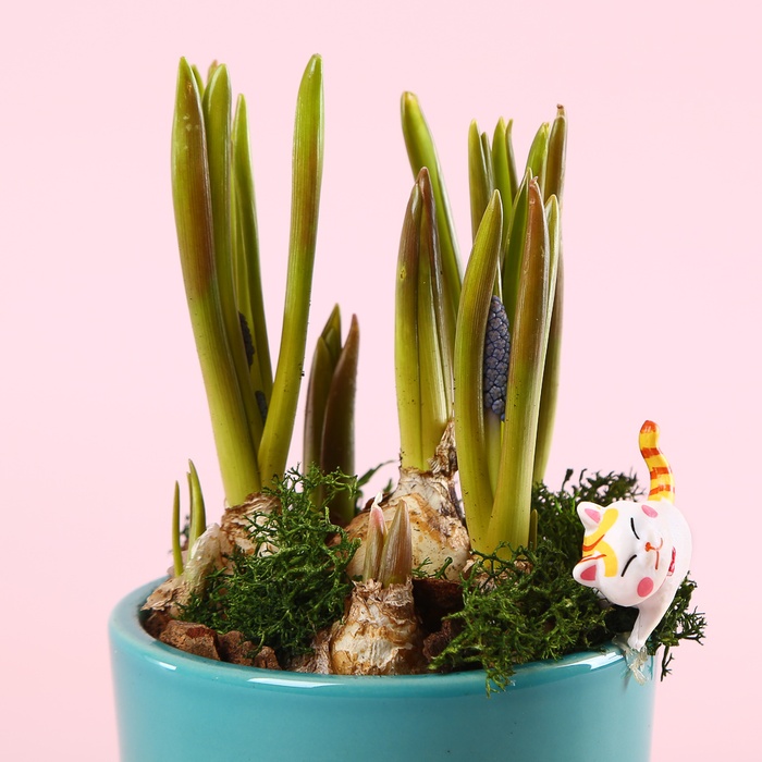 Мускари в керамическом кашпо