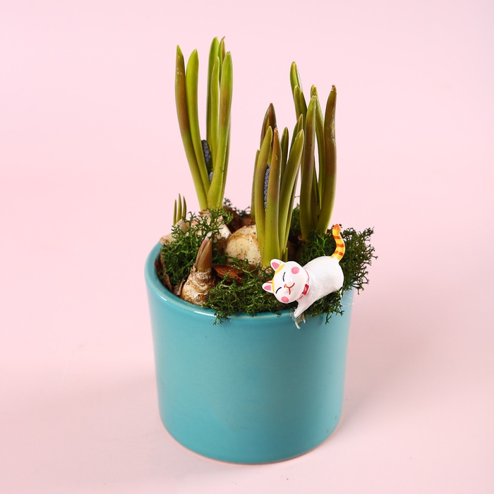 Мускари в керамическом кашпо