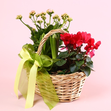 Кошик "Весняне пробудження"