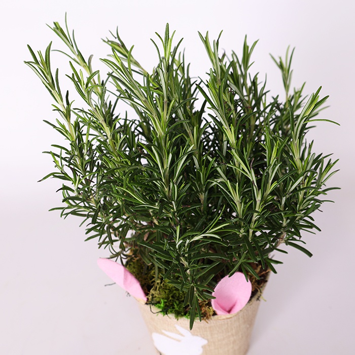 Ароматные травы в кашпо