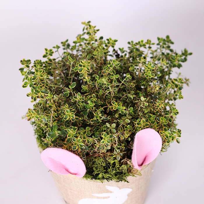 Ароматные травы в кашпо