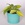 Епіпремнум Golden Pothos в горщику