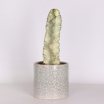 Еуфорбія в горщику, М