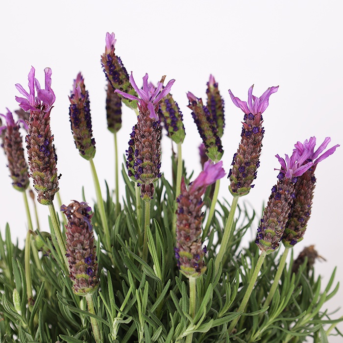 Лаванда в подарочной упаковке, М