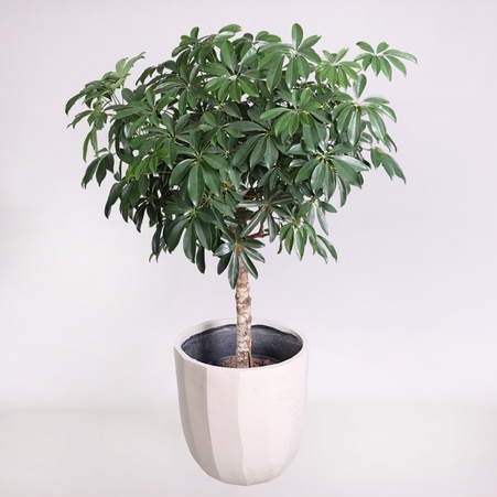 Шефлера на штамбе в горшке, L