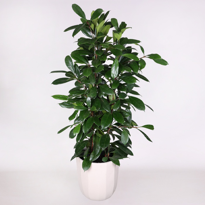 Фікус Cyathistipula в горщику