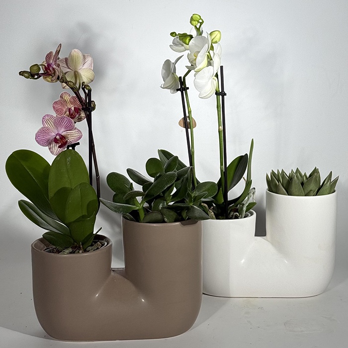 Сет растений "Изысканное сочетание"