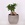 Фикус microcarpa Ginseng в горшке