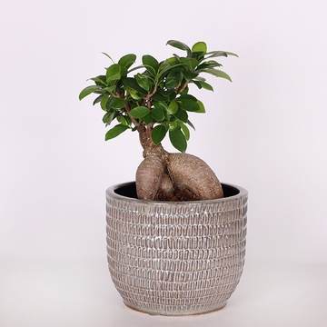 Фикус microcarpa Ginseng в горшке
