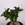 Фикус microcarpa Ginseng в горшке
