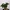 Фикус microcarpa Ginseng в горшке