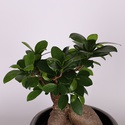 Фикус microcarpa Ginseng в горшке