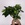 Фикус microcarpa Ginseng в горшке, М