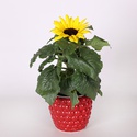 Подсолнух декоративный в горшке