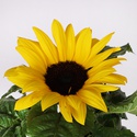 Подсолнух декоративный в горшке