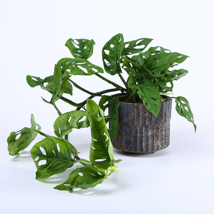 Монстера Monkey Mask в горшке