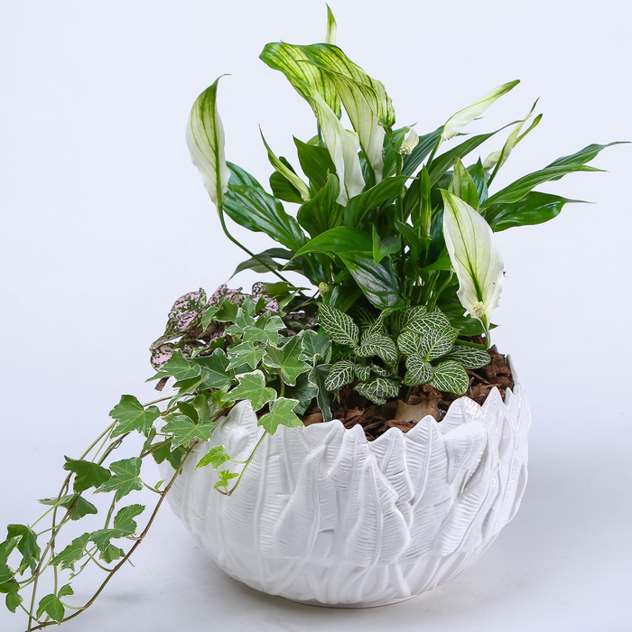 Висадка рослин в кашпо "Природна гармонія", М