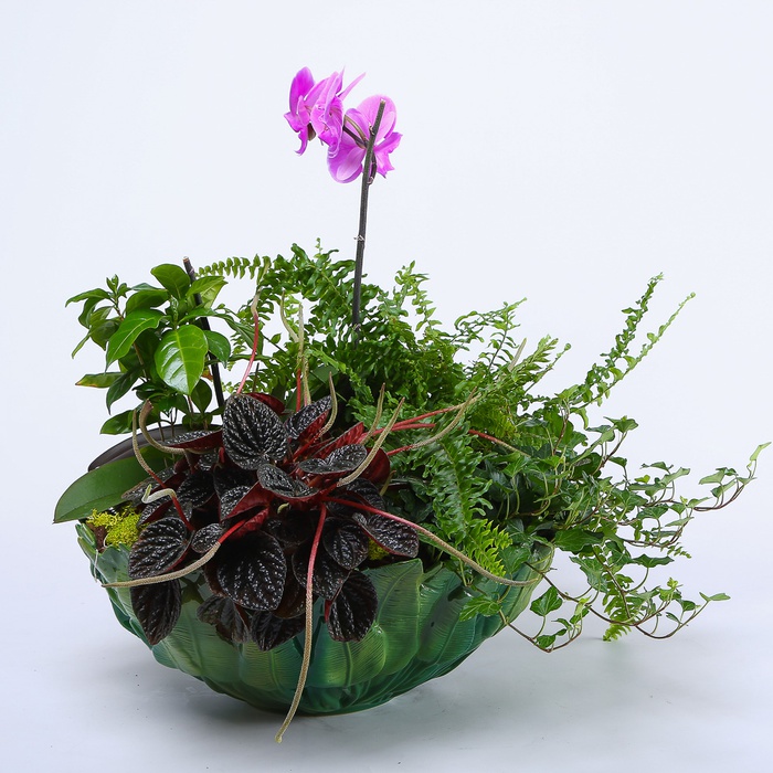 Высадка растений в кашпо "Цветочная медитация"