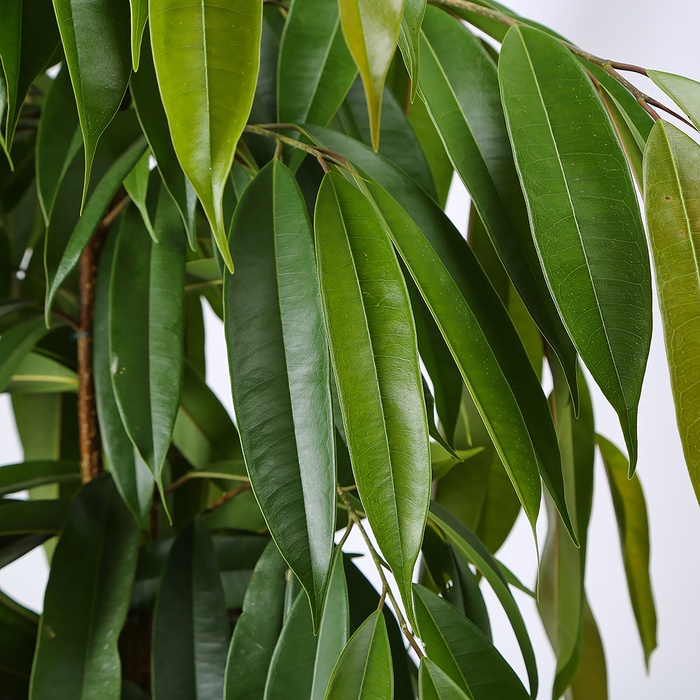 Фикус Amstel King в горшке