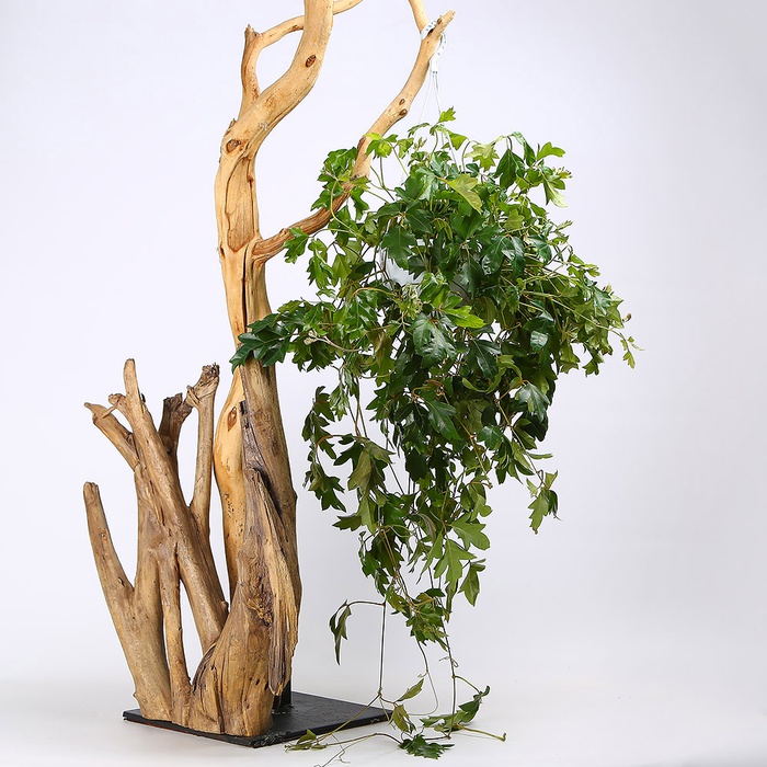 Цисус Ellen Danica в горщику, М