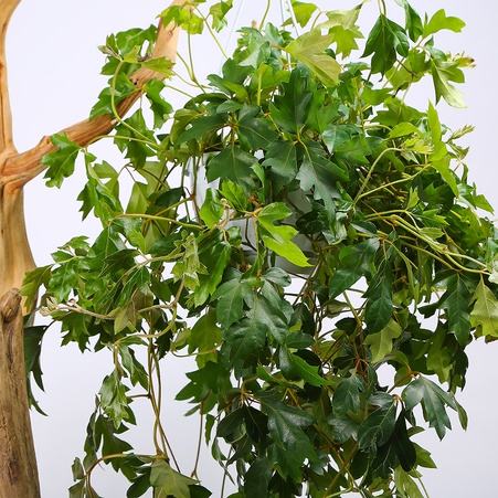 Цисус Ellen Danica в горщику, М