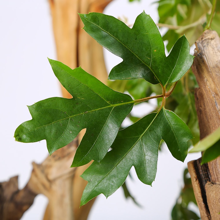 Цисус Ellen Danica в горщику, М