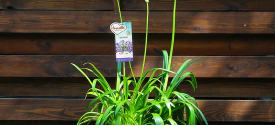 Акція на вуличні рослини