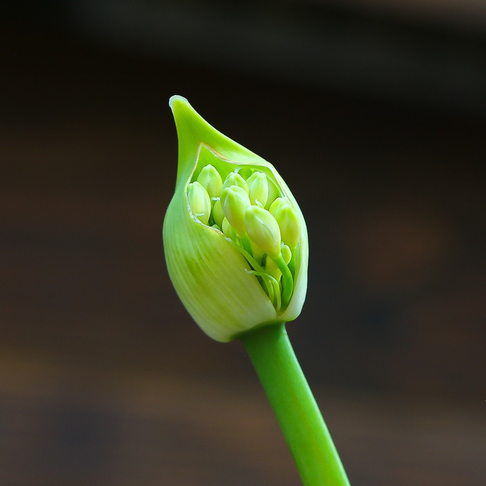 Агапантус Big Blue в горщику