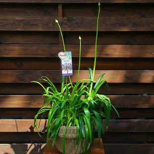 Агапантус Big Blue в горшке