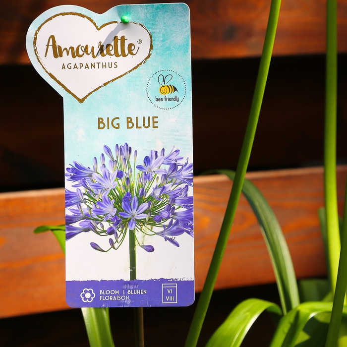 Агапантус Big Blue в горщику
