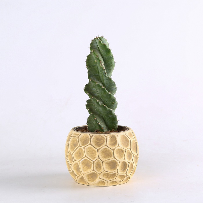 Кактус Цереус в горшке