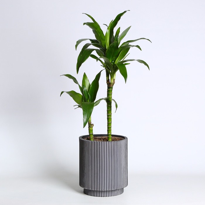 Драцена Steudneri в горщику