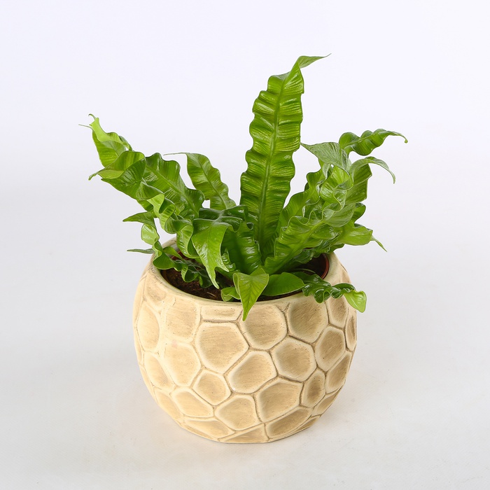 Аспленіум Crispy Wave в горщику