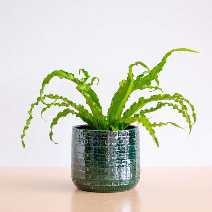 Аспленіум Osaka у горщику