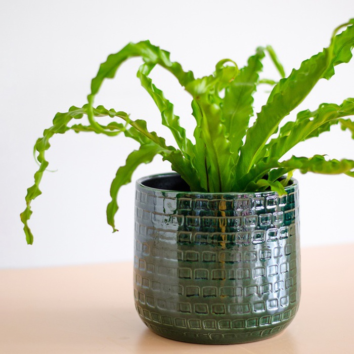 Аспленіум Osaka у горщику