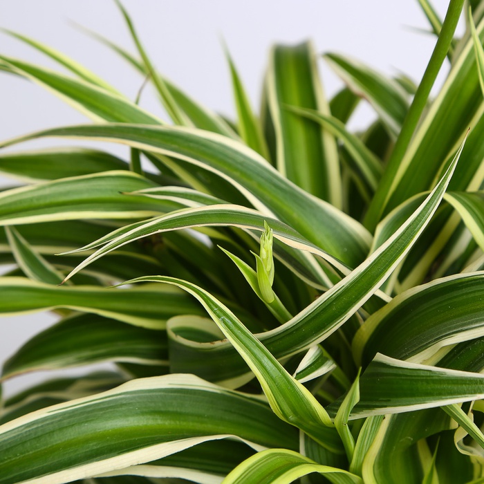 Хлорофитум в горшке, M