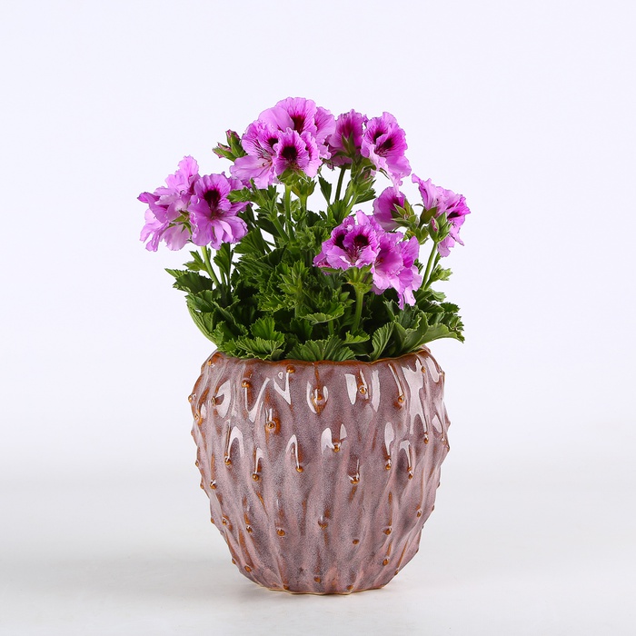 Пеларгония в горшке