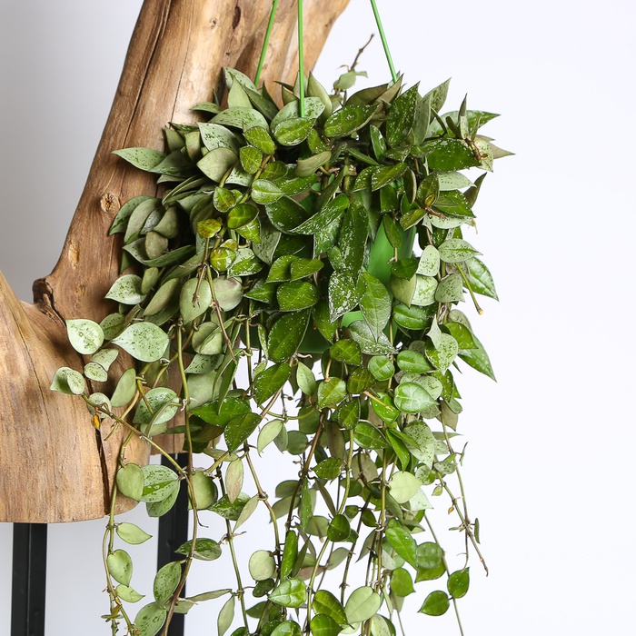 Хойя Krimson Eskimo в горщику