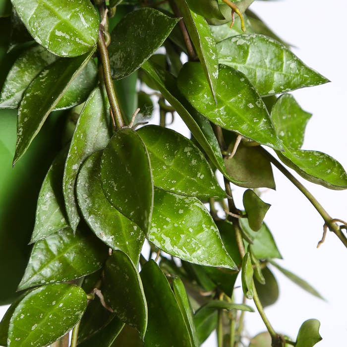 Хойя Krimson Eskimo в горщику